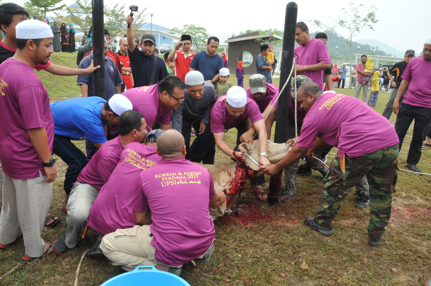 PRO15 150 KORBAN HAS 6714